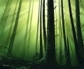 Invforest.jpg